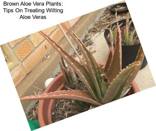 Brown Aloe Vera Plants: Tips On Treating Wilting Aloe Veras