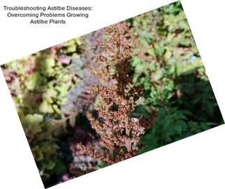 Troubleshooting Astilbe Diseases: Overcoming Problems Growing Astilbe Plants