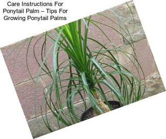 Care Instructions For Ponytail Palm – Tips For Growing Ponytail Palms