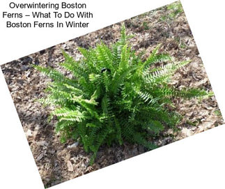 Overwintering Boston Ferns – What To Do With Boston Ferns In Winter