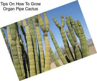 Tips On How To Grow Organ Pipe Cactus