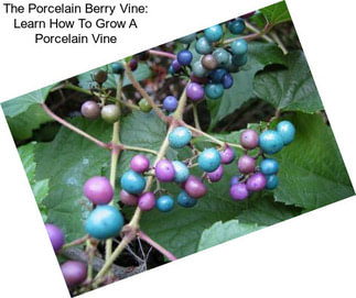 The Porcelain Berry Vine: Learn How To Grow A Porcelain Vine