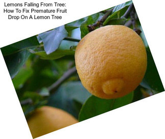 Lemons Falling From Tree: How To Fix Premature Fruit Drop On A Lemon Tree