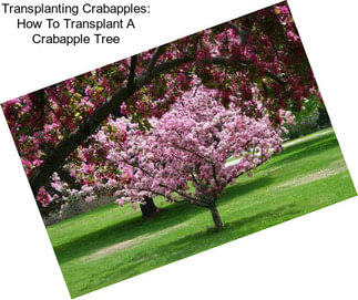 Transplanting Crabapples: How To Transplant A Crabapple Tree