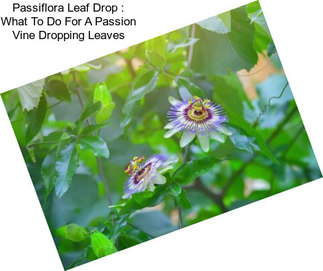 Passiflora Leaf Drop : What To Do For A Passion Vine Dropping Leaves