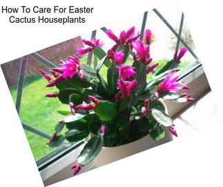 How To Care For Easter Cactus Houseplants