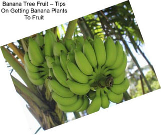 Banana Tree Fruit – Tips On Getting Banana Plants To Fruit