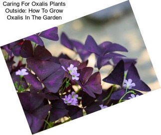Caring For Oxalis Plants Outside: How To Grow Oxalis In The Garden