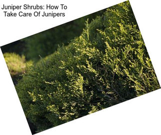 Juniper Shrubs: How To Take Care Of Junipers