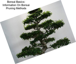 Bonsai Basics: Information On Bonsai Pruning Methods