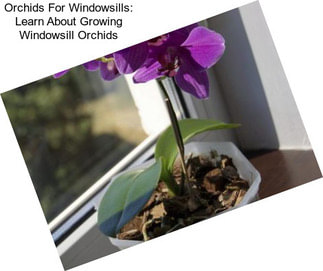 Orchids For Windowsills: Learn About Growing Windowsill Orchids