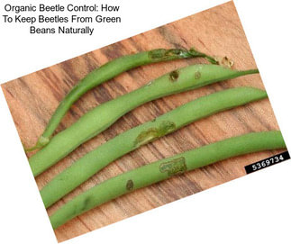 Organic Beetle Control: How To Keep Beetles From Green Beans Naturally
