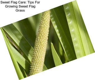 Sweet Flag Care: Tips For Growing Sweet Flag Grass