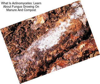 What Is Actinomycetes: Learn About Fungus Growing On Manure And Compost