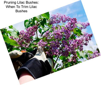 Pruning Lilac Bushes: When To Trim Lilac Bushes