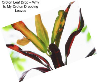 Croton Leaf Drop – Why Is My Croton Dropping Leaves