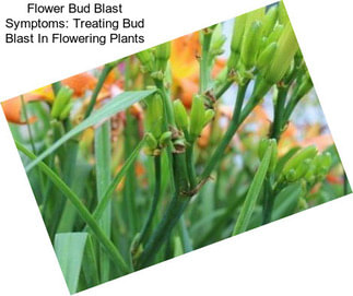 Flower Bud Blast Symptoms: Treating Bud Blast In Flowering Plants