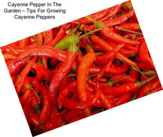 Cayenne Pepper In The Garden – Tips For Growing Cayenne Peppers