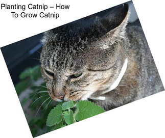 Planting Catnip – How To Grow Catnip