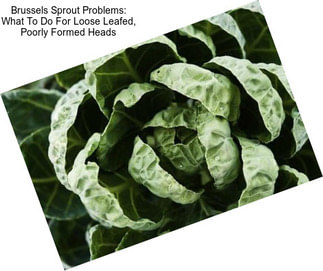 Brussels Sprout Problems: What To Do For Loose Leafed, Poorly Formed Heads