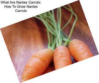 What Are Nantes Carrots: How To Grow Nantes Carrots