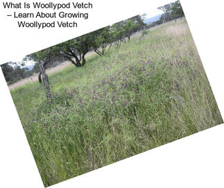 What Is Woollypod Vetch – Learn About Growing Woollypod Vetch