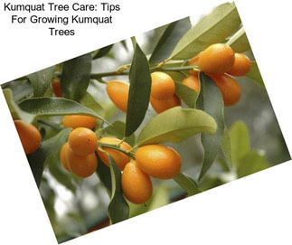 Kumquat Tree Care: Tips For Growing Kumquat Trees