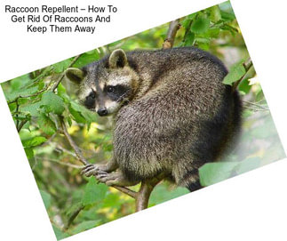 Raccoon Repellent – How To Get Rid Of Raccoons And Keep Them Away