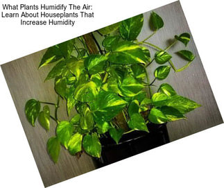 What Plants Humidify The Air: Learn About Houseplants That Increase Humidity