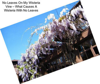 No Leaves On My Wisteria Vine – What Causes A Wisteria With No Leaves