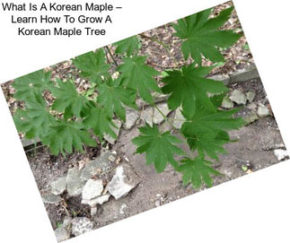 What Is A Korean Maple – Learn How To Grow A Korean Maple Tree