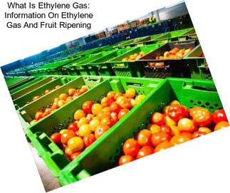 What Is Ethylene Gas: Information On Ethylene Gas And Fruit Ripening
