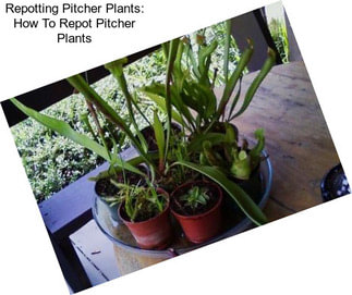 Repotting Pitcher Plants: How To Repot Pitcher Plants