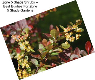 Zone 5 Shade Shrubs – Best Bushes For Zone 5 Shade Gardens