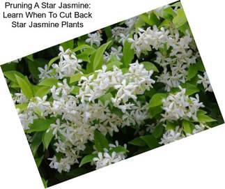 Pruning A Star Jasmine: Learn When To Cut Back Star Jasmine Plants