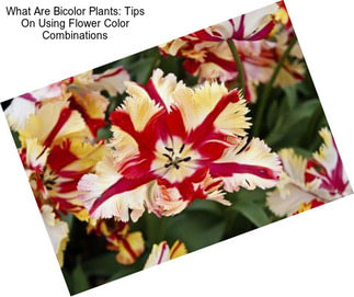 What Are Bicolor Plants: Tips On Using Flower Color Combinations