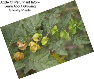 Apple Of Peru Plant Info – Learn About Growing Shoofly Plants