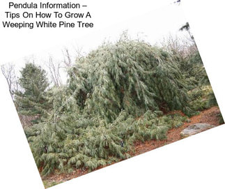 Pendula Information – Tips On How To Grow A Weeping White Pine Tree