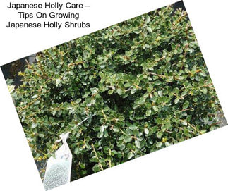 Japanese Holly Care – Tips On Growing Japanese Holly Shrubs