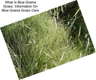 What Is Blue Grama Grass: Information On Blue Grama Grass Care