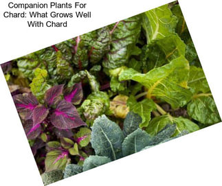 Companion Plants For Chard: What Grows Well With Chard