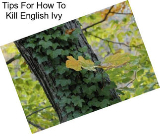 Tips For How To Kill English Ivy