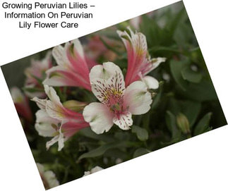 Growing Peruvian Lilies – Information On Peruvian Lily Flower Care