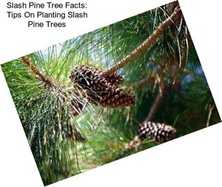 Slash Pine Tree Facts: Tips On Planting Slash Pine Trees