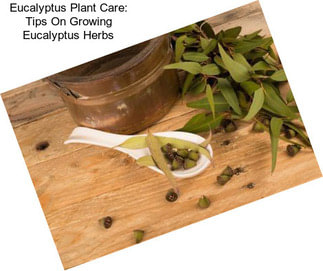 Eucalyptus Plant Care: Tips On Growing Eucalyptus Herbs