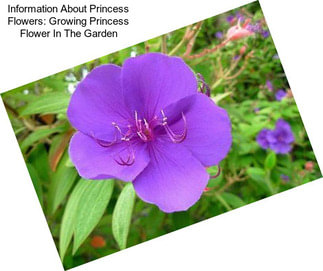 Information About Princess Flowers: Growing Princess Flower In The Garden