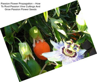 Passion Flower Propagation – How To Root Passion Vine Cuttings And Grow Passion Flower Seeds
