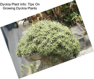 Dyckia Plant Info: Tips On Growing Dyckia Plants