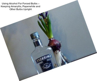 Using Alcohol For Forced Bulbs – Keeping Amaryllis, Paperwhite and Other Bulbs Upright