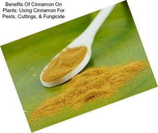 Benefits Of Cinnamon On Plants: Using Cinnamon For Pests, Cuttings, & Fungicide